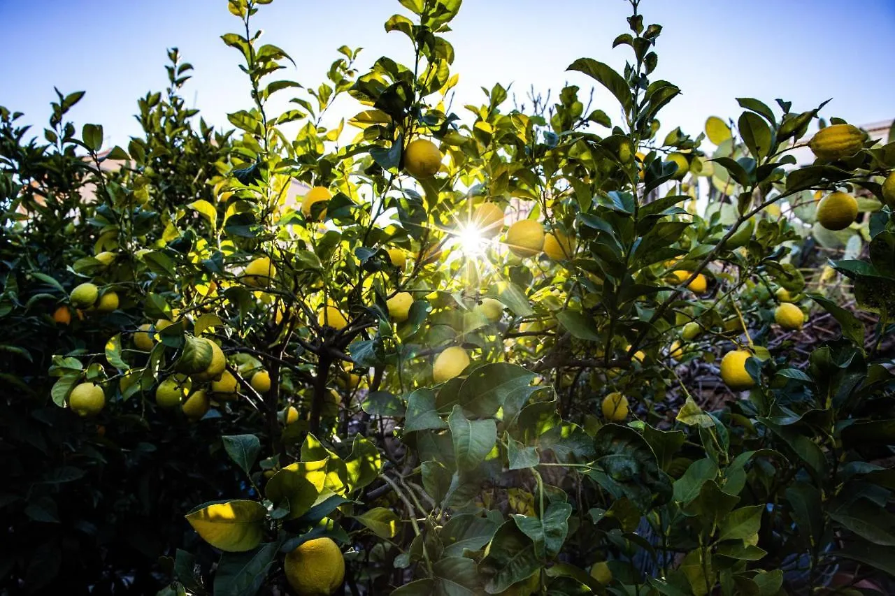 The Lemon Tree Appartement Vilaflor