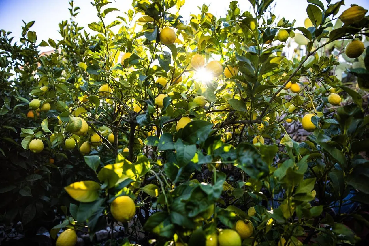 The Lemon Tree Appartement Vilaflor